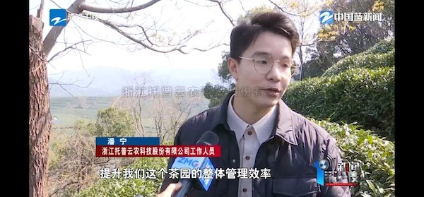 春茶开采正其时！揭秘玛雅吧若何用科技“造”出一杯数字好茶