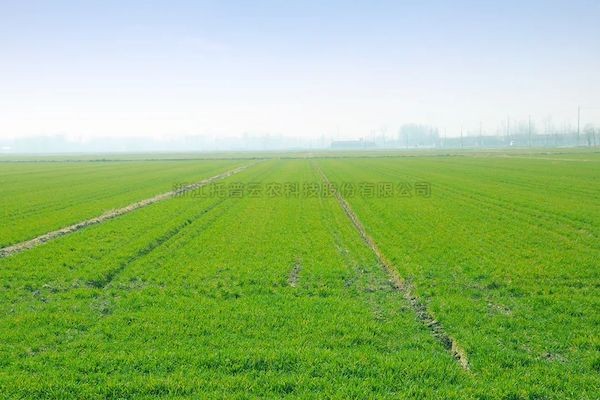 科技赋能春耕，玛雅吧智慧农情监测站再获央视关注