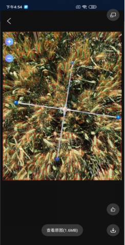 幼麦亩穗数丈量系统软件界面