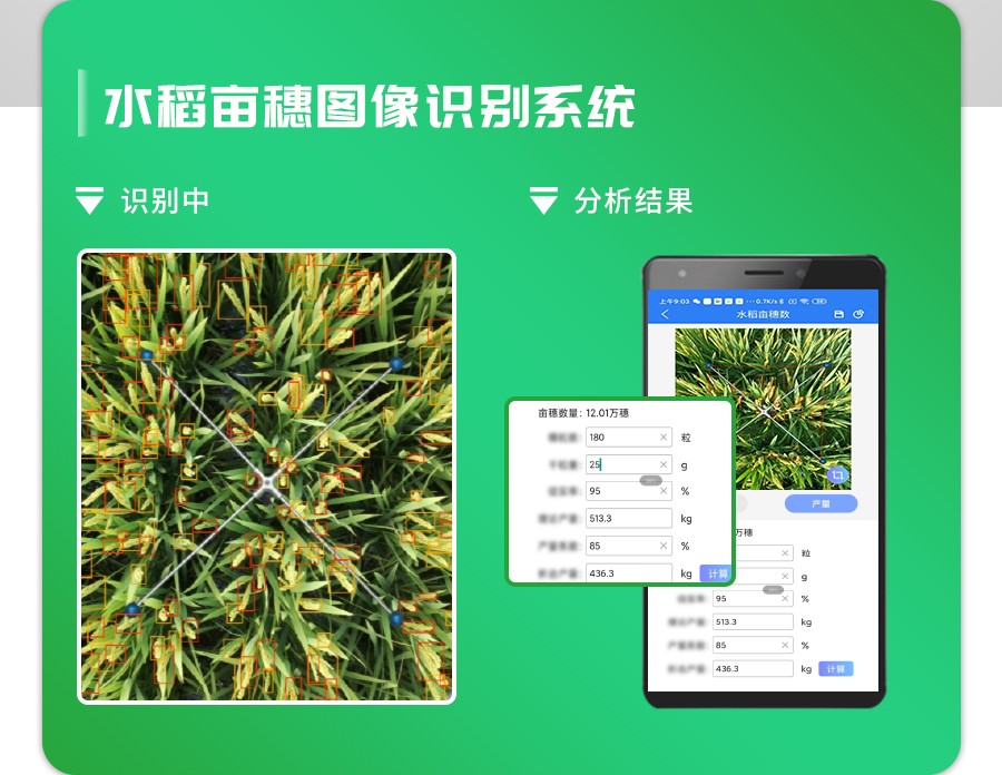 水稻亩穗数丈量系统 水稻亩穗数丈量系统